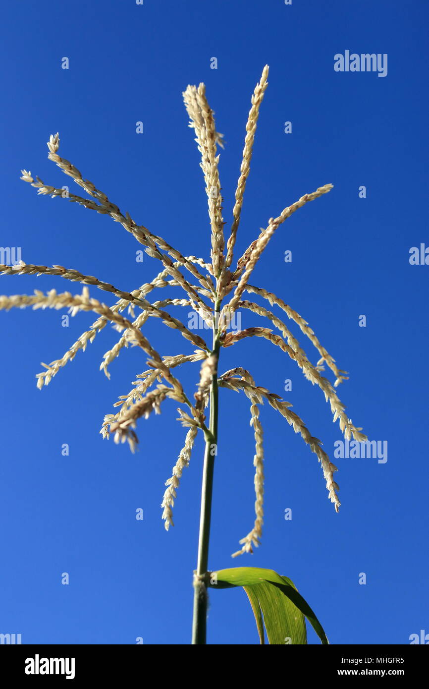 Infiorescenza staminifera di mais contro il cielo blu chiaro Foto Stock