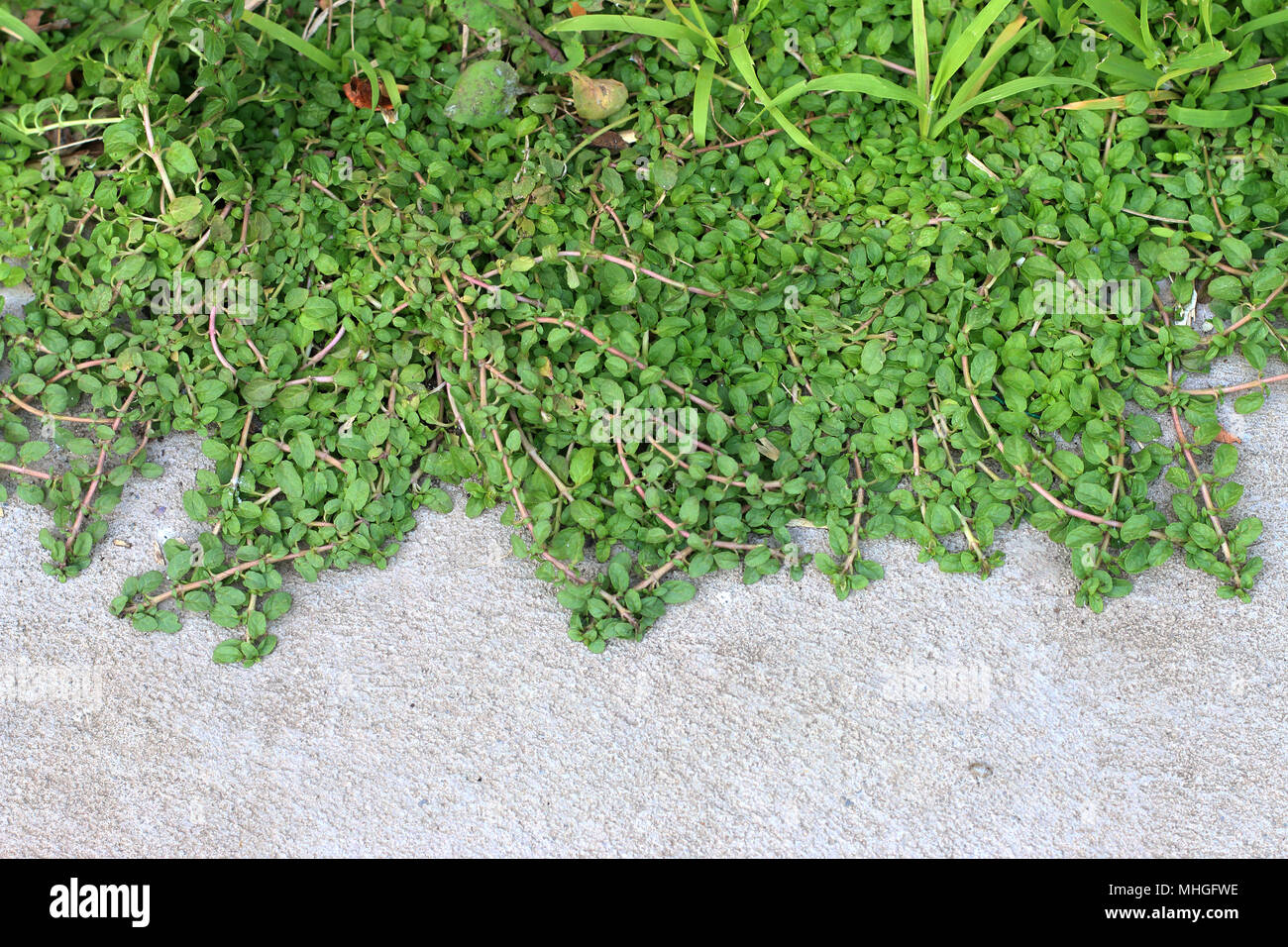 Un sano cercando Mentha pulegium o noto come mentuccia crescente sul terreno come la copertura del terreno Foto Stock