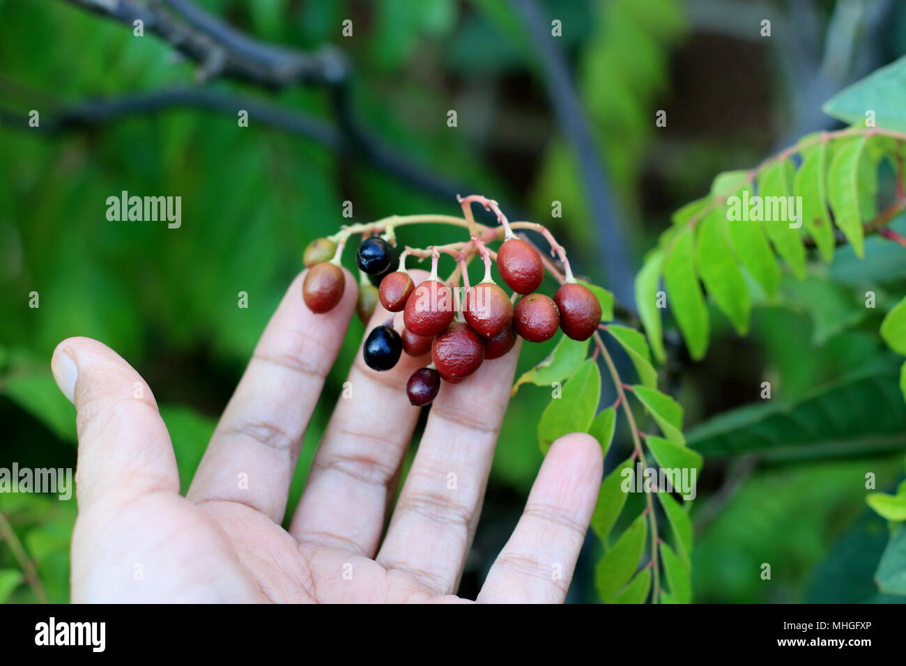 Close up di Curry impianto - Murraya Koenigii semi maturazione Foto Stock