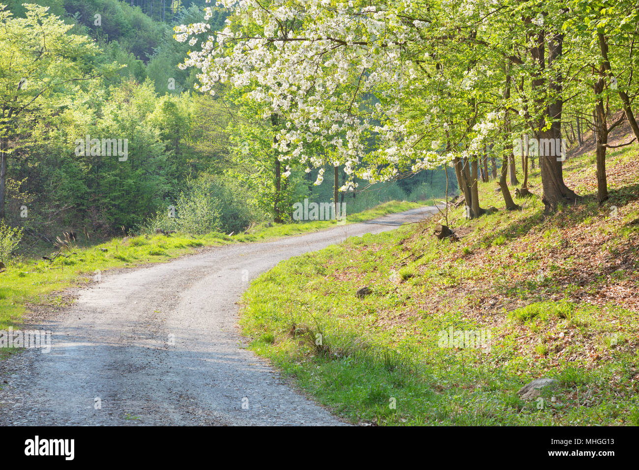 La strada forestale e il fiorito di ciliegio in Piccoli Carpazi hills - Slovacchia Foto Stock