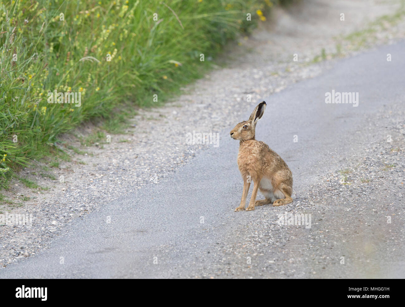 Brown Lepre, Lepuscapensis,su una strada,South Downs National Park,Sussex, Regno Unito Foto Stock
