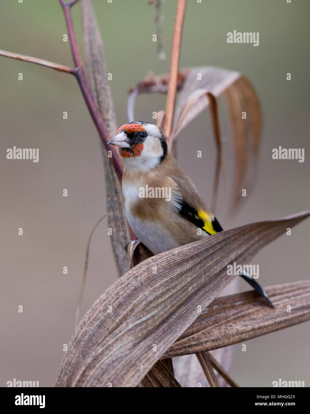 Cardellino, Carduelis carduelis, in un giardino,uk Foto Stock