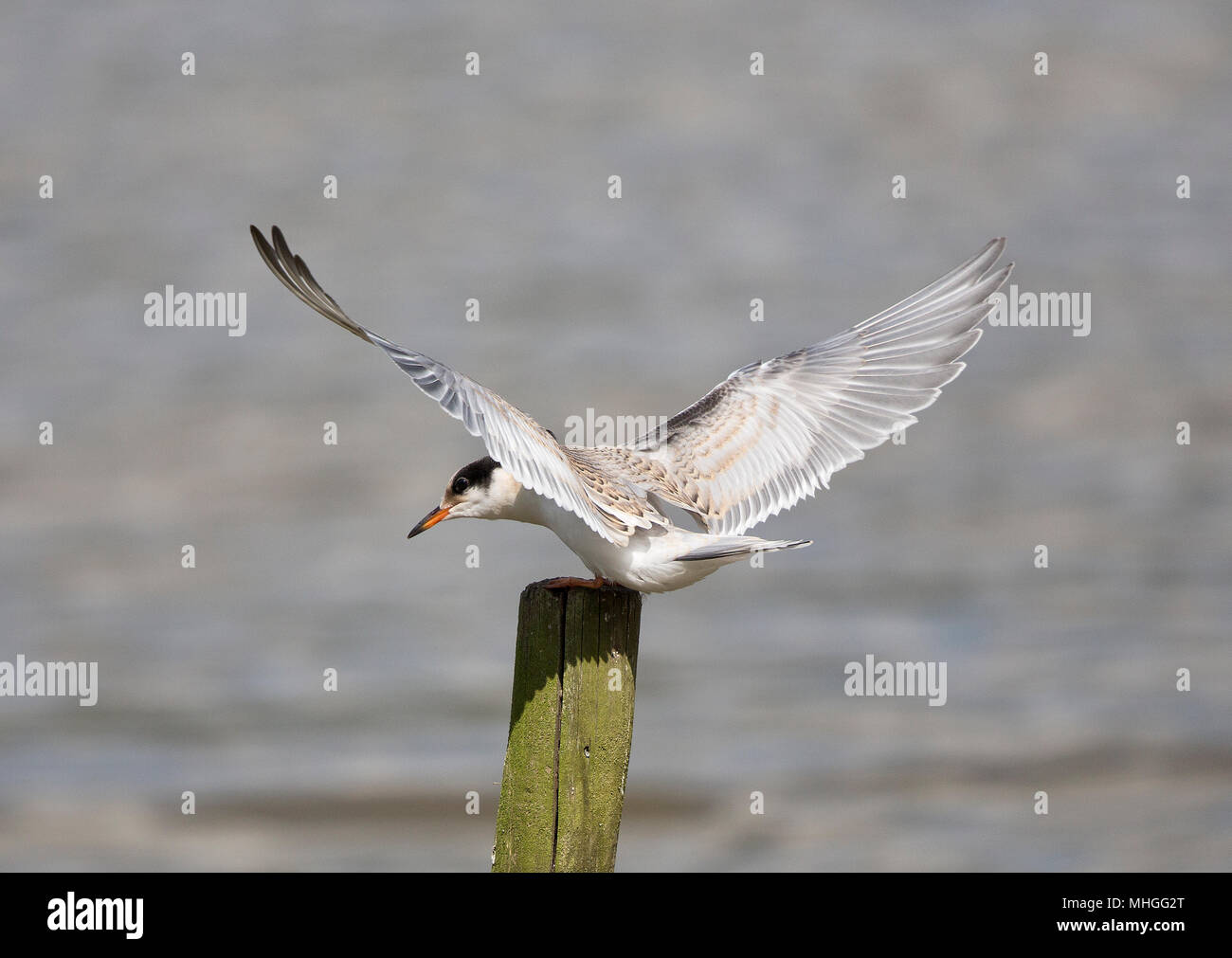 Comune,Tern Sterna hirundo,su un post, Horsham, Sussex Regno Unito Foto Stock