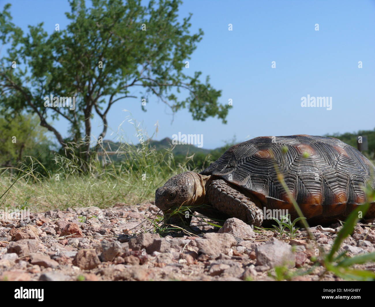 Tartaruga nel deserto nel deserto di Sonora, Messico settentrionale Foto Stock