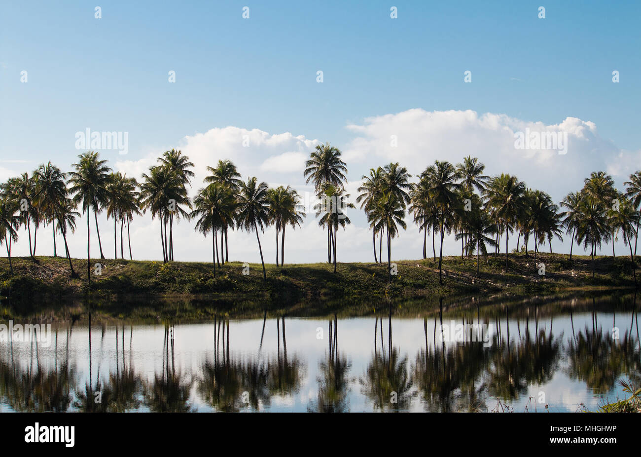 Bahia, Brasile, Costa do Sauípe, Brasile nordorientale, estate, verde, natura, Foto Stock