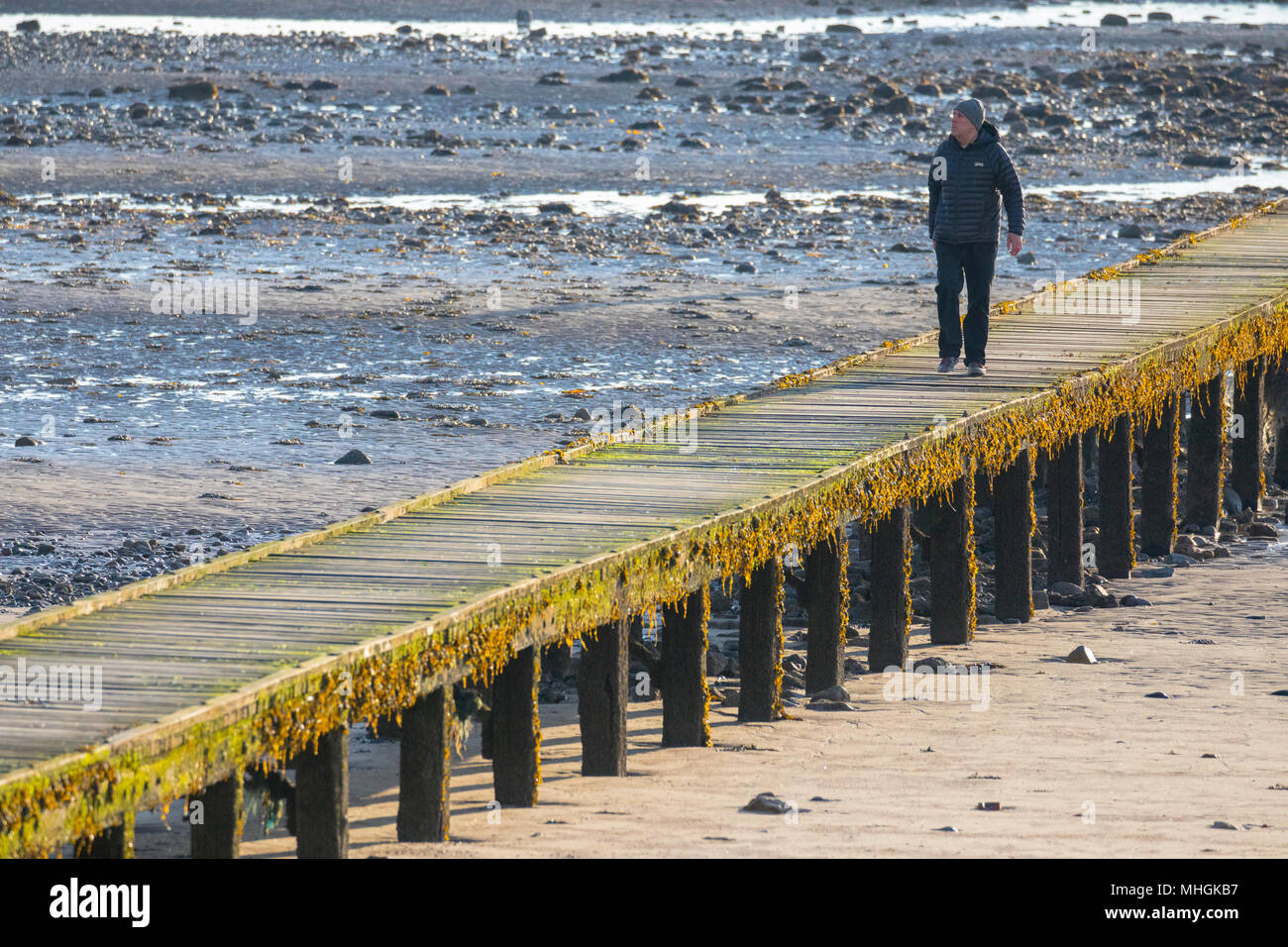 Una persona che fa una prima mattina passeggiata lungo il molo a Llandudno Beach con la marea a sunrise, Llandudno, Galles del Nord, Regno Unito Foto Stock