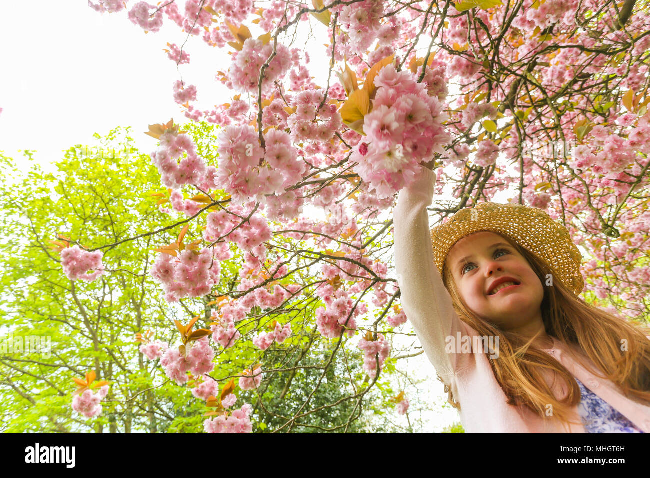 Quattro-anno-vecchia ragazza nel parco in primavera con un fiore fiori ad albero Foto Stock