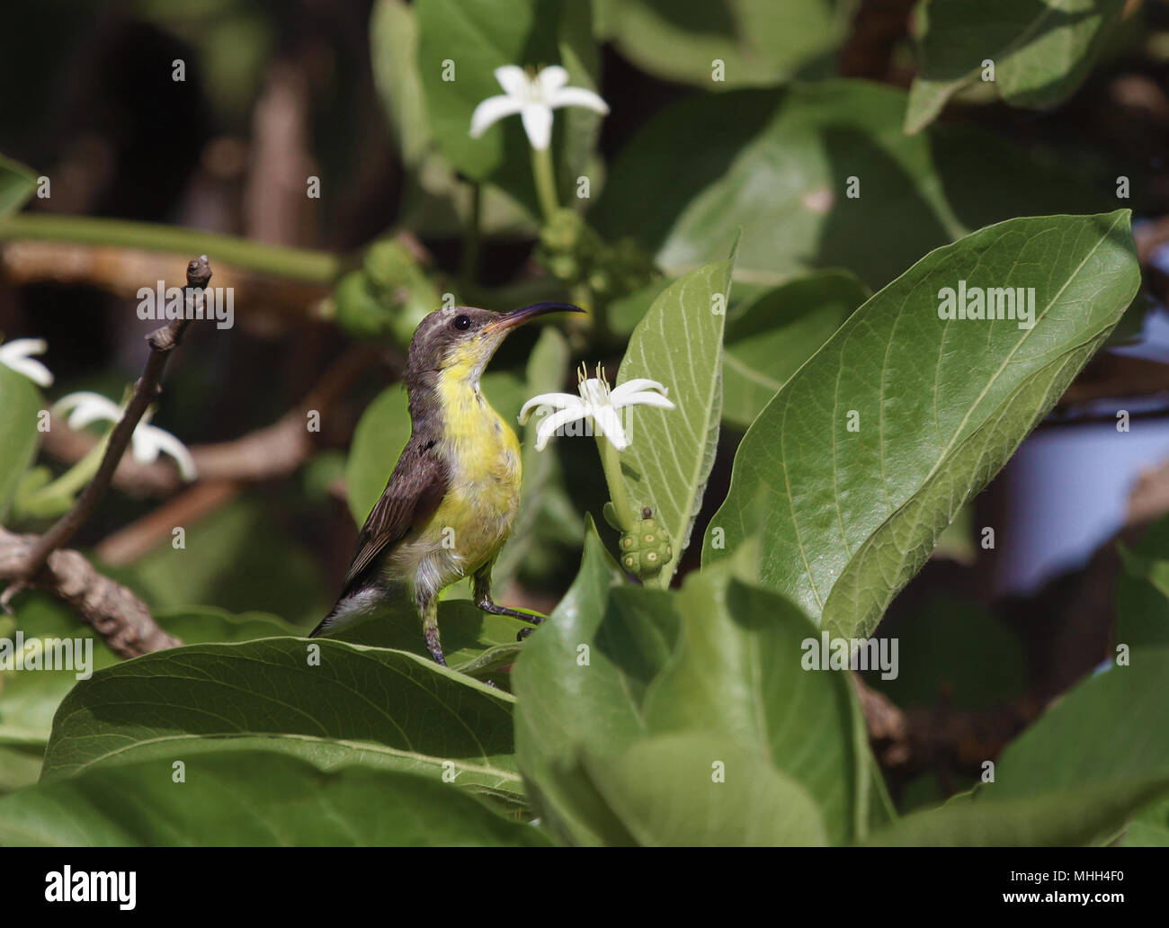 Femmina della viola Sunbird nettare alimentazione su Indian Mulberry/Morinda tree Foto Stock