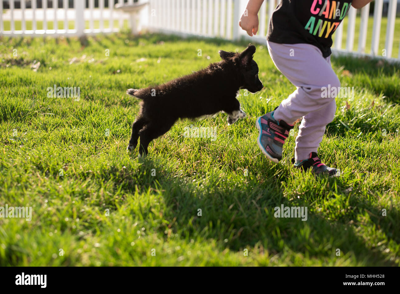 Un bambino ragazze gioca con un piccolo cucciolo nero cockapoo/shetland sheepdog mix. Foto Stock