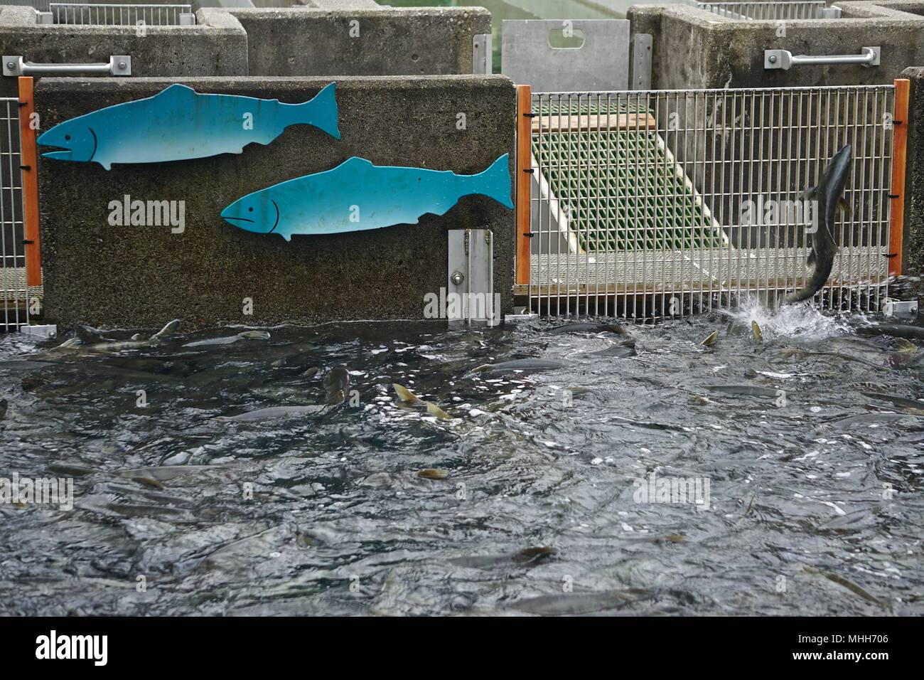 Juneau, Alaska, STATI UNITI D'AMERICA: salmone il salto nel serbatoio esterno al Macaulay Salmon Hatchery di Juneau, in Alaska. Foto Stock
