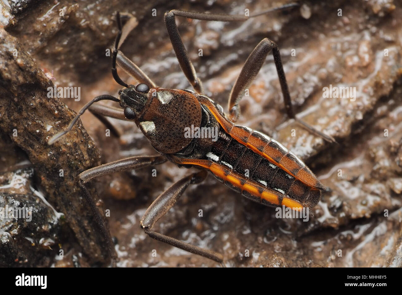 Acqua Cricket (Velia caprai) vista dorsale del campione sul bordo della piscina di bosco. Tipperary, Irlanda Foto Stock