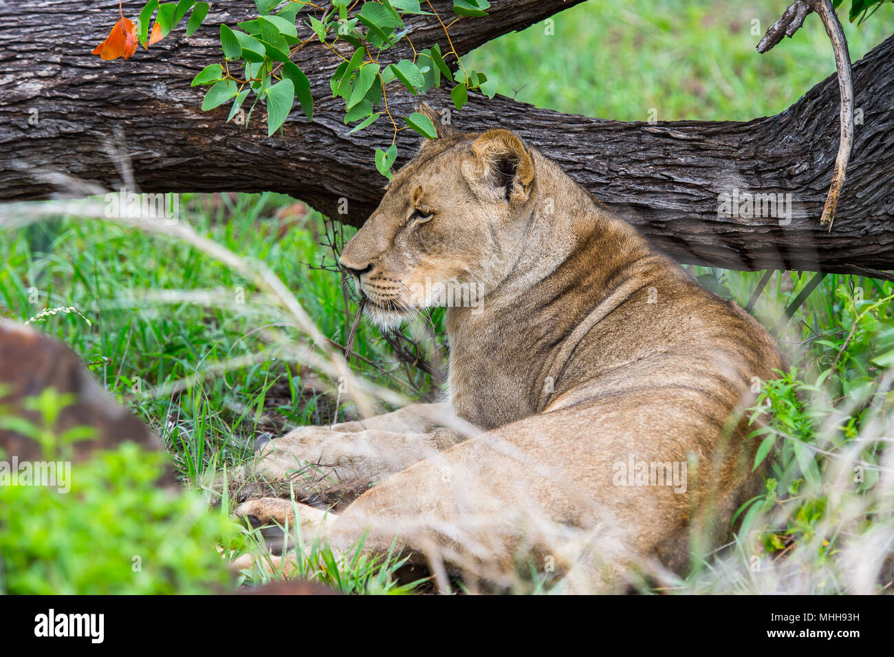 Vista ravvicinata di una leonessa in Zimbabwe, Africa Foto Stock
