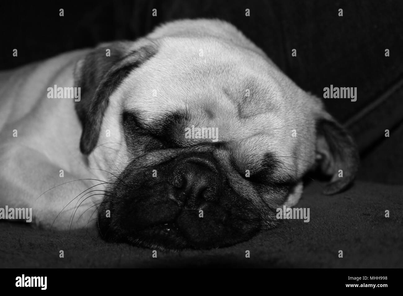 Foto in bianco e nero di un anno e il vecchio Pug maschio cane addormentato. Foto Stock