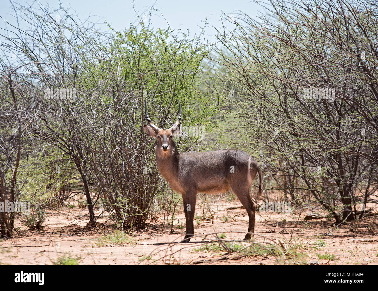 Il waterbuck (Kobus ellipsiprymnus) in Namibia, Africa Foto Stock
