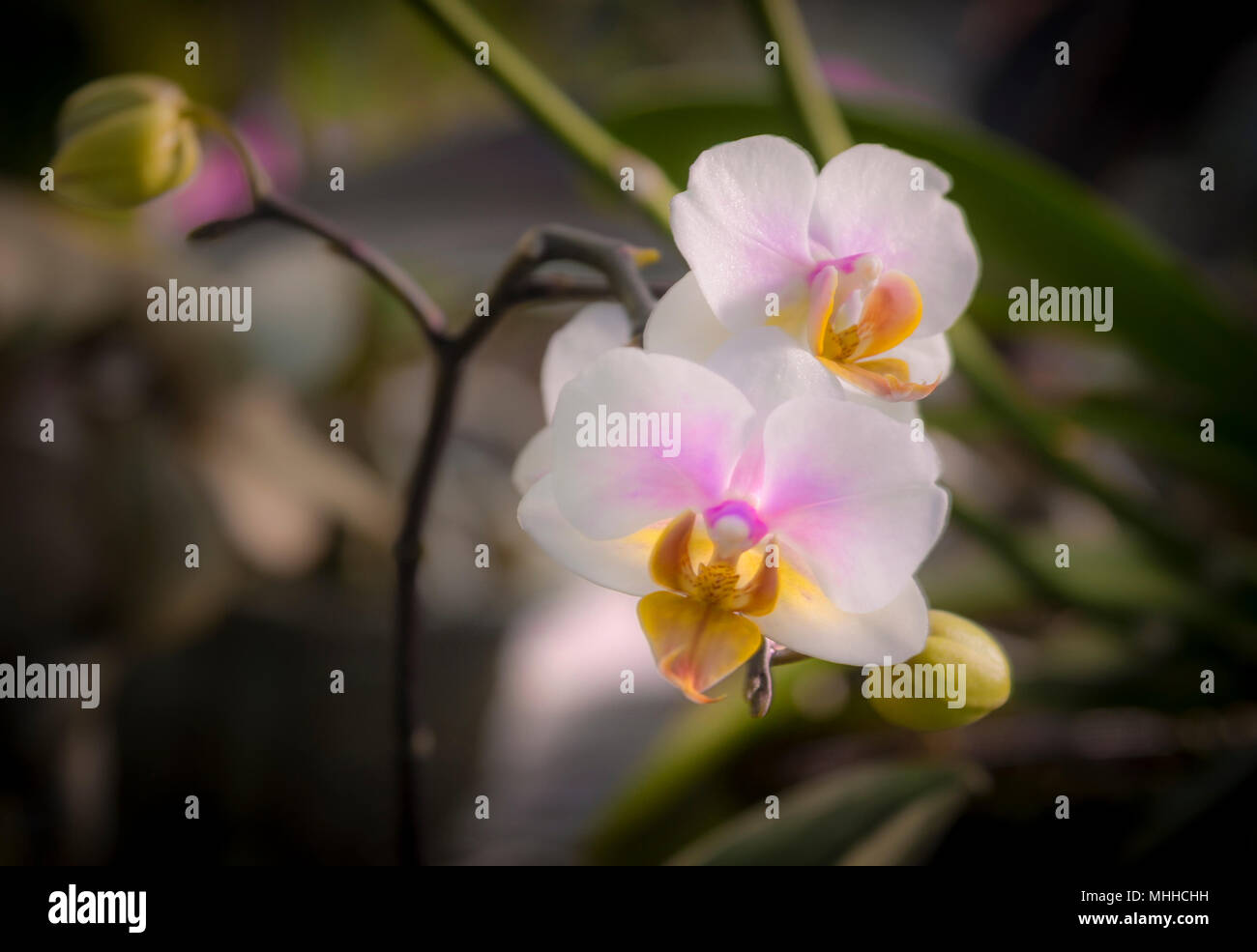 White Orchid Flower Foto Stock