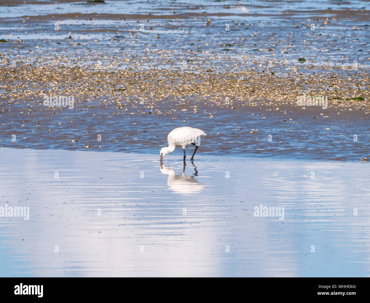 Eurasian spatola Platalea leucorodia, rovistando da guadare acqua sulla costa Waddensea in Paesi Bassi Foto Stock
