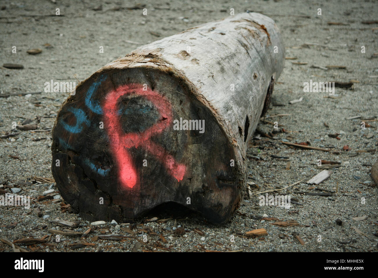 Abbattuto tronco di albero sulla spiaggia con verniciato a spruzzo la lettera R Foto Stock
