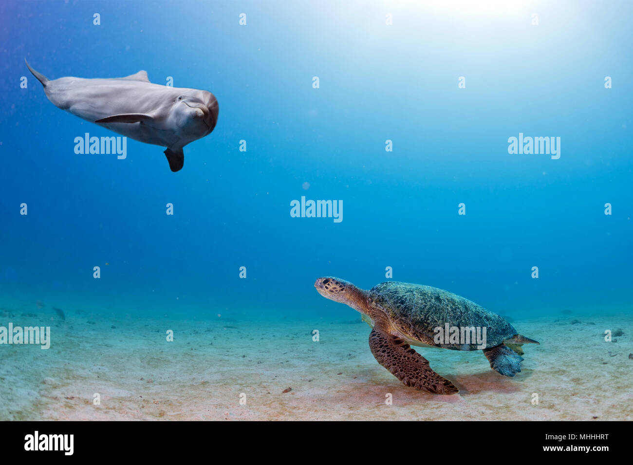 Dolphin underwater su sfondo sabbia guardando a voi mentre la riunione di una tartaruga Foto Stock