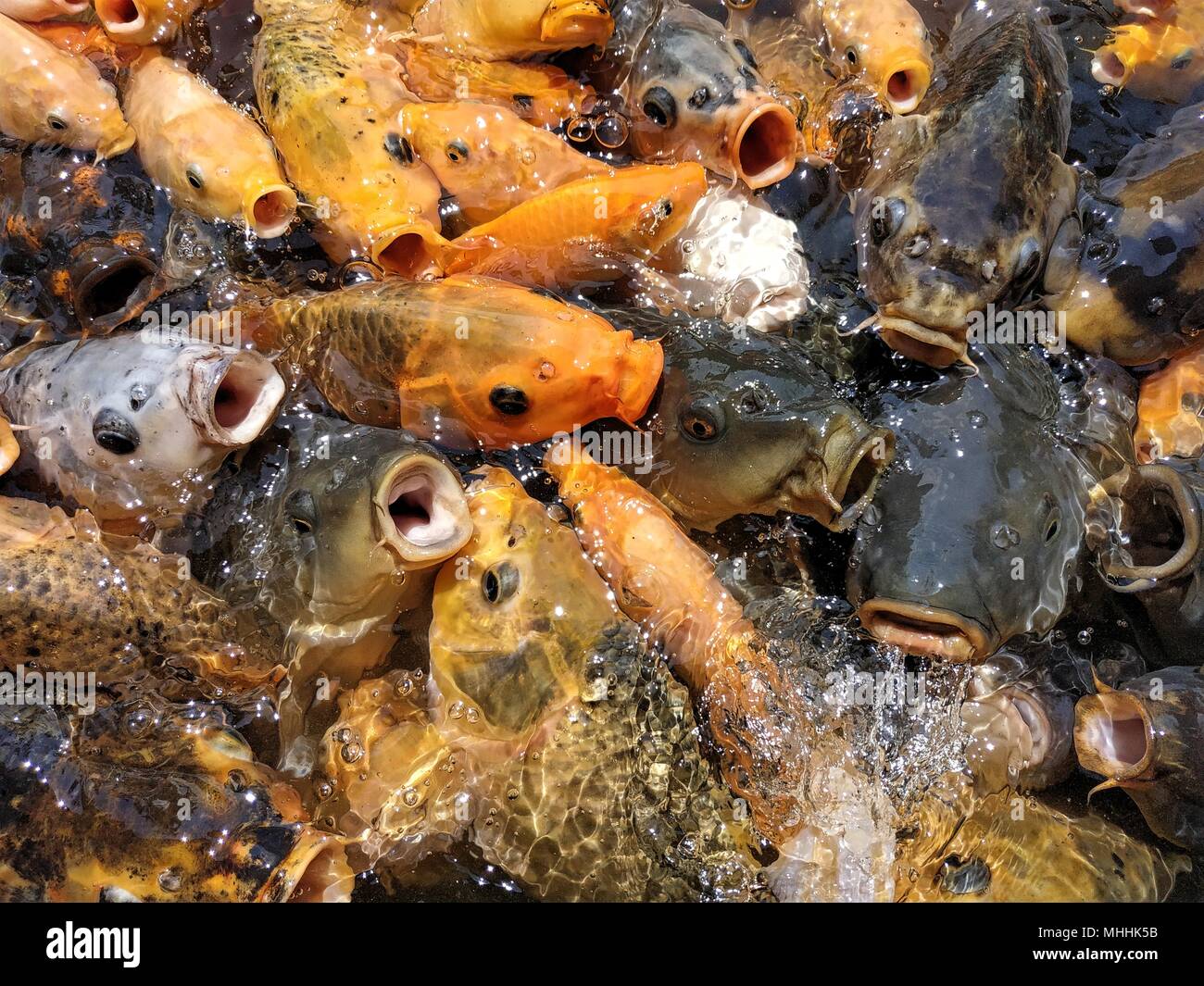 Pesci colorati presso lo stagno in frenesia Foto Stock