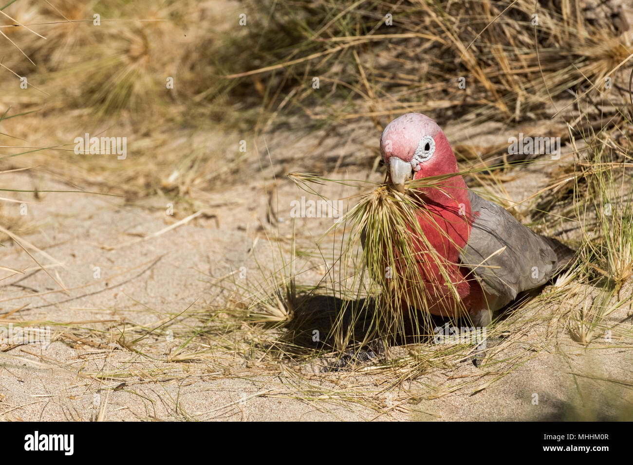 Australia in rosso e bianco pappagallo cacatua nella West Coast bush Foto Stock