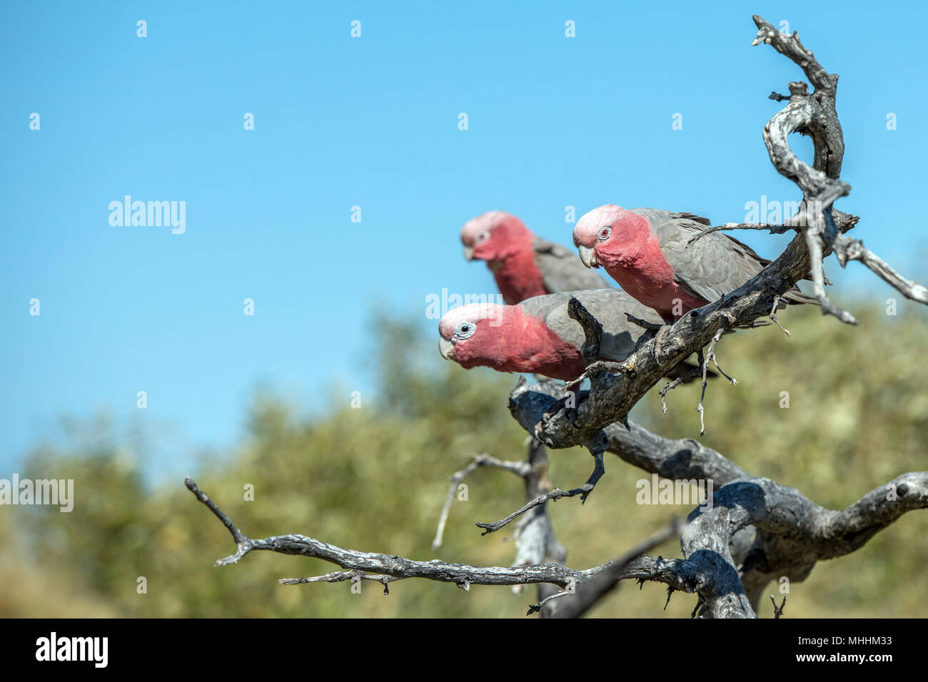 Australia in rosso e bianco pappagallo cacatua nella West Coast bush Foto Stock