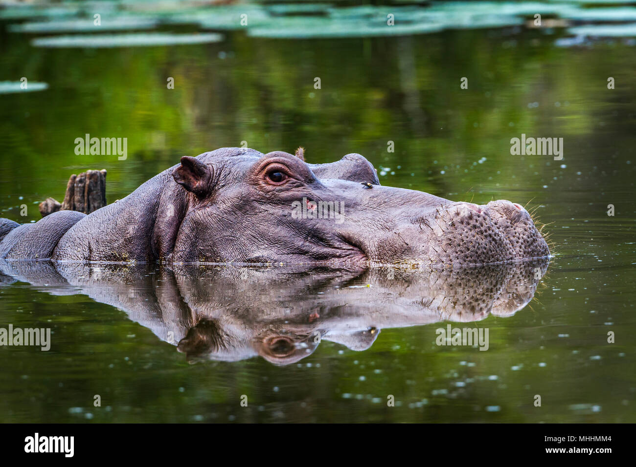 Hippopotamusin Kruger National Park, Sud Africa ; Specie di Hippopotamus amphibius famiglia di Hippopotamidae Foto Stock