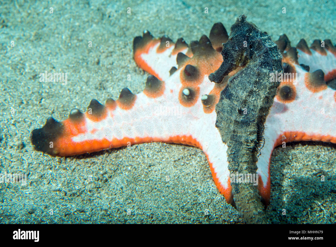 Black Sea Horse guardando a voi in Siladen Indonesia Foto Stock