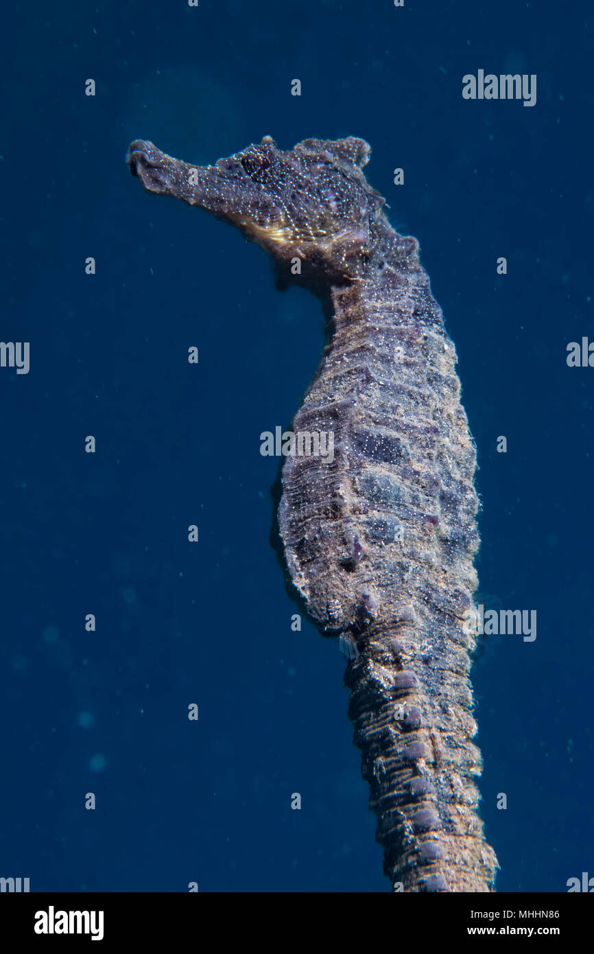 Black Sea Horse guardando a voi in Siladen Indonesia Foto Stock