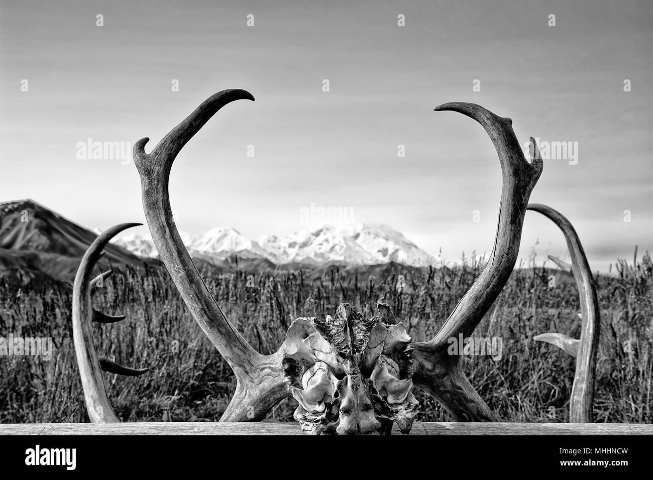 Alaska Denali Park Mc Kinley incorniciata su elk corna di cervo in bianco e nero Foto Stock