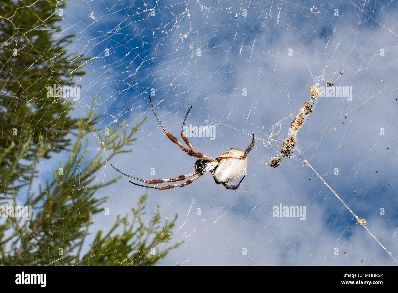 White ragno gigante australia close up macro dettaglio Foto Stock