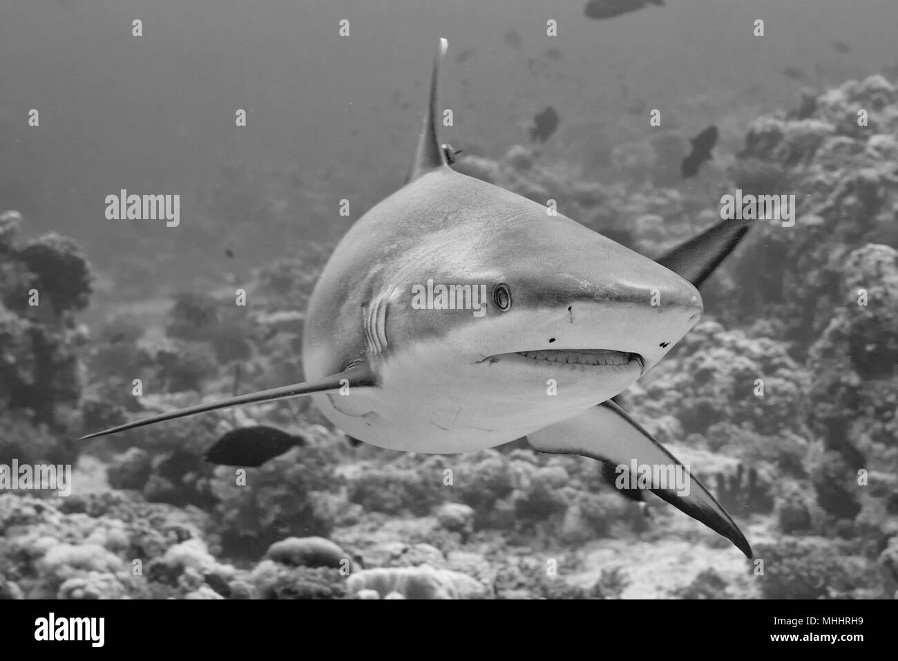 Un squalo grigio underwater close up ritratto in bianco e nero Foto Stock