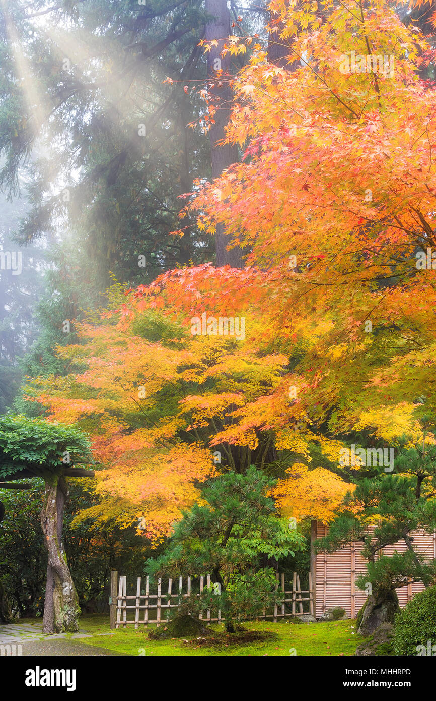 Sole di mattina dei fasci di raggi sul giapponese alberi di acero in giardino giapponese in caduta stagione Foto Stock