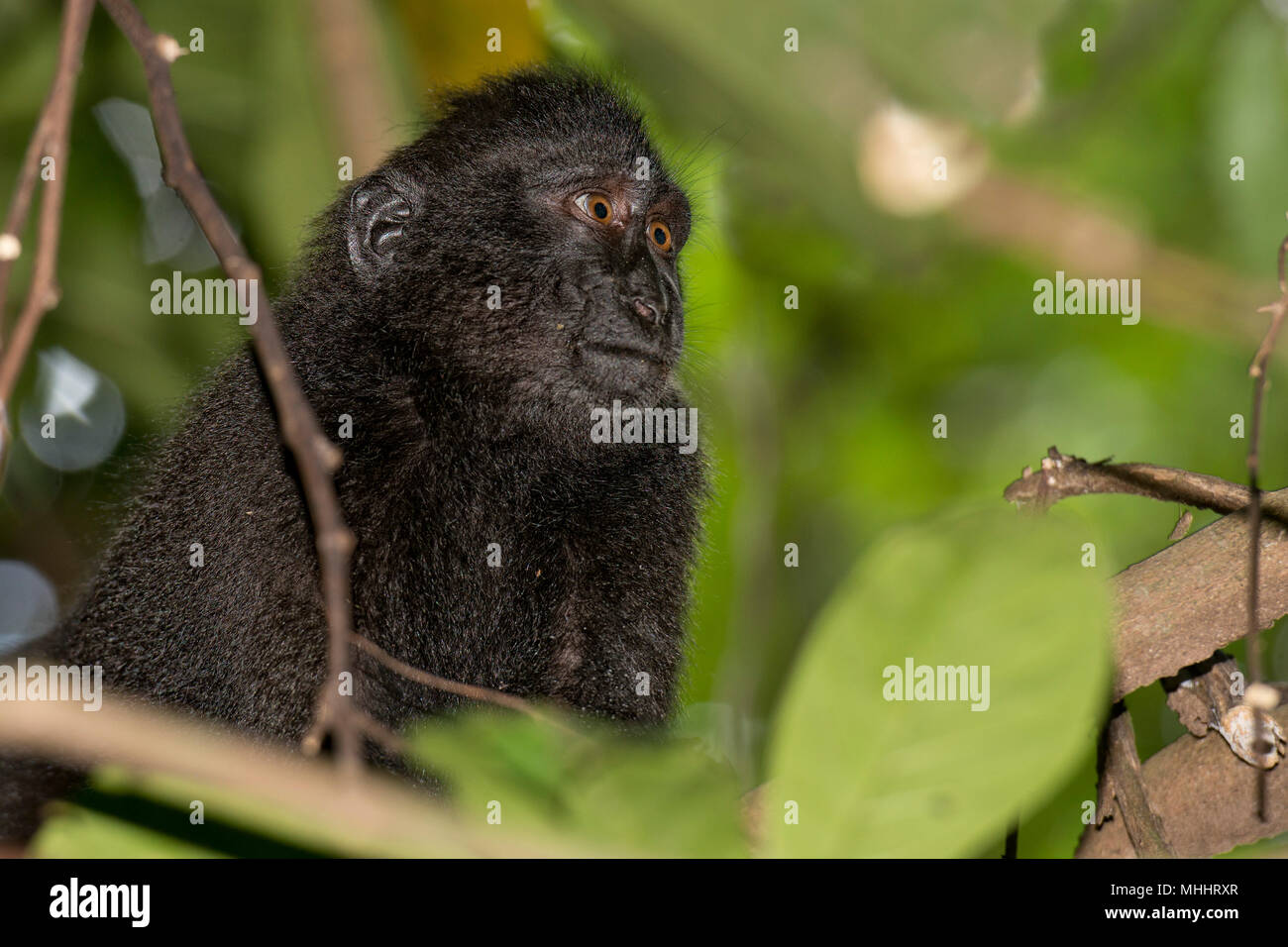 Celebes Sulawesi crestato macaco nero ritratto Foto Stock