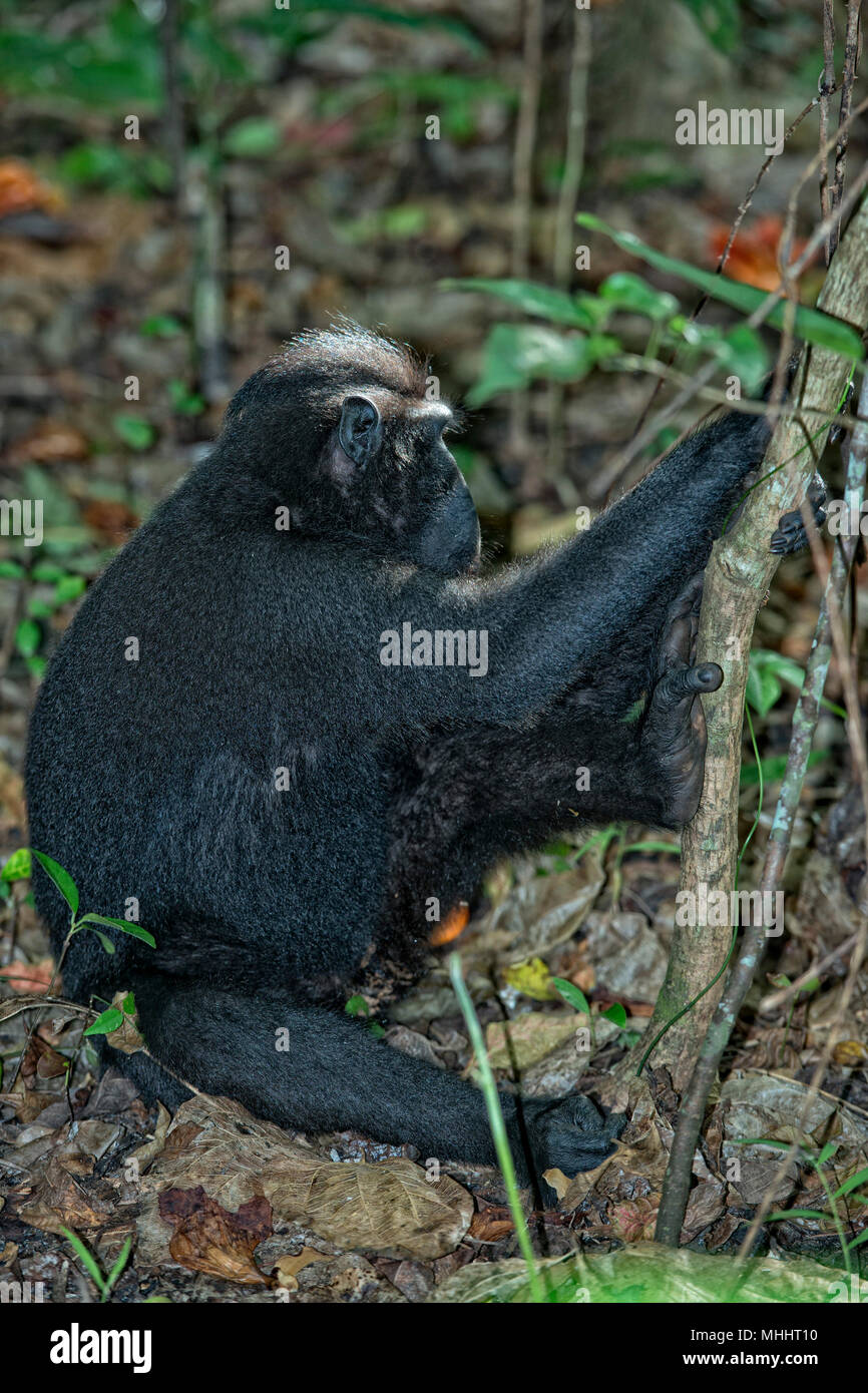 Celebes Sulawesi crestato macaco nero ritratto Foto Stock