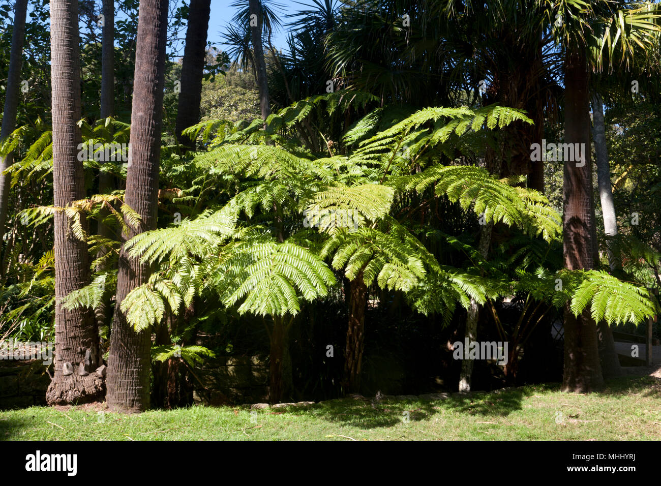 Casa vaucluse wentworth road vaucluse sydney New South Wales AUSTRALIA Foto Stock