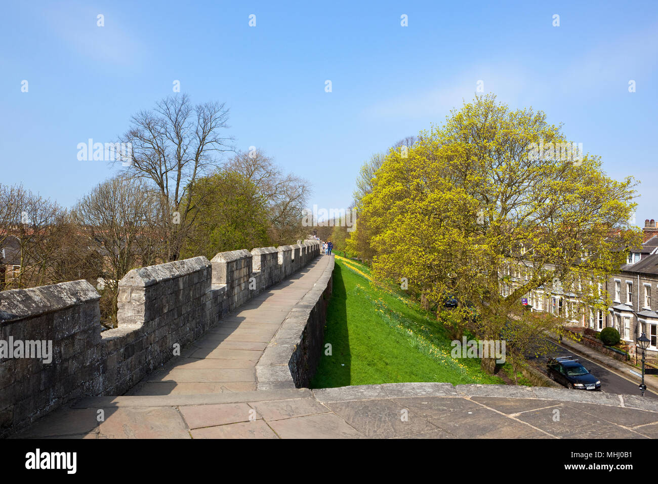 Yorks mura la passerella con turisti Sringtime alberi e Yellow Daffodils on Grassy banche sotto un cielo blu Foto Stock