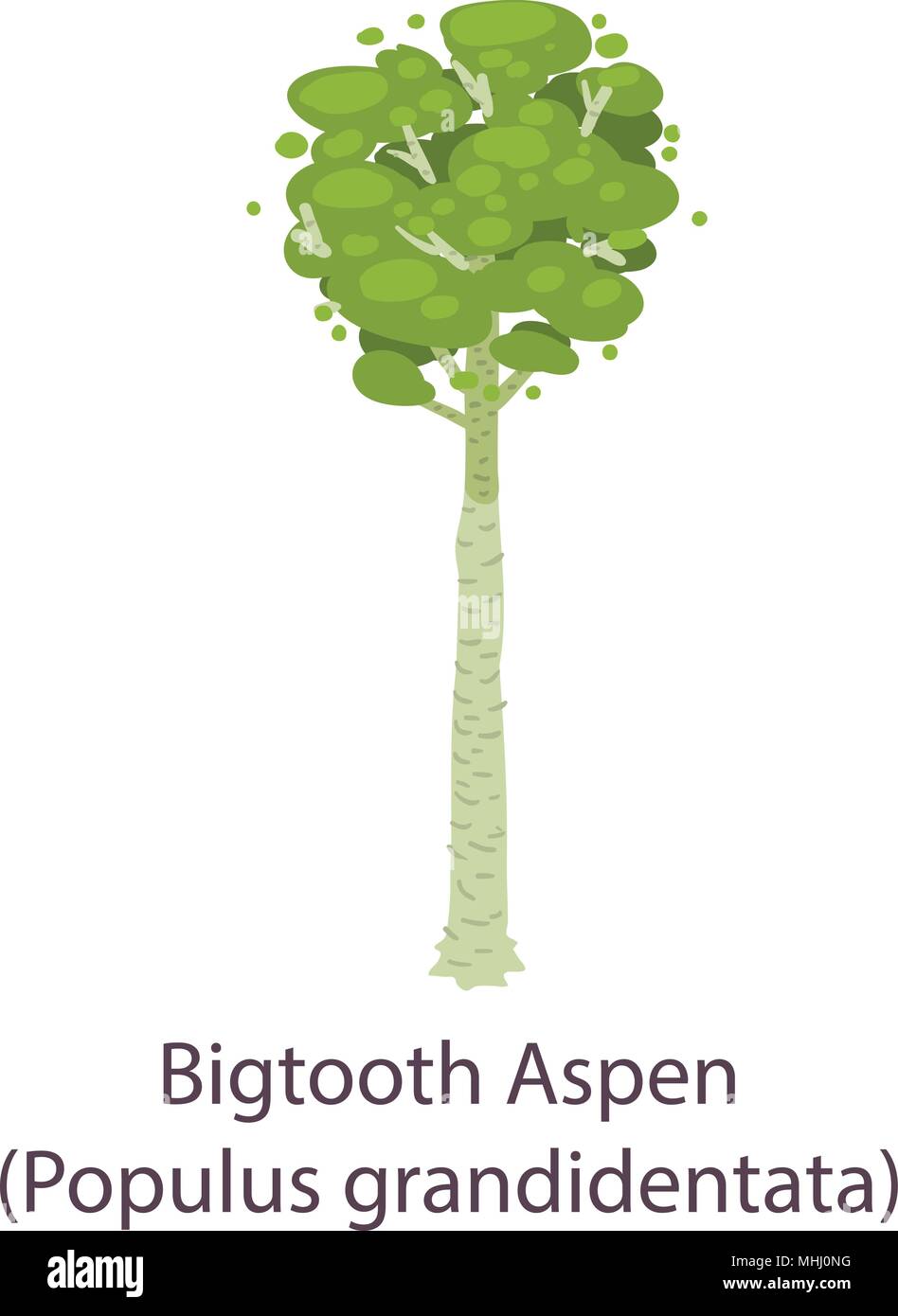 Bigtooth aspen icona, stile piatto Illustrazione Vettoriale