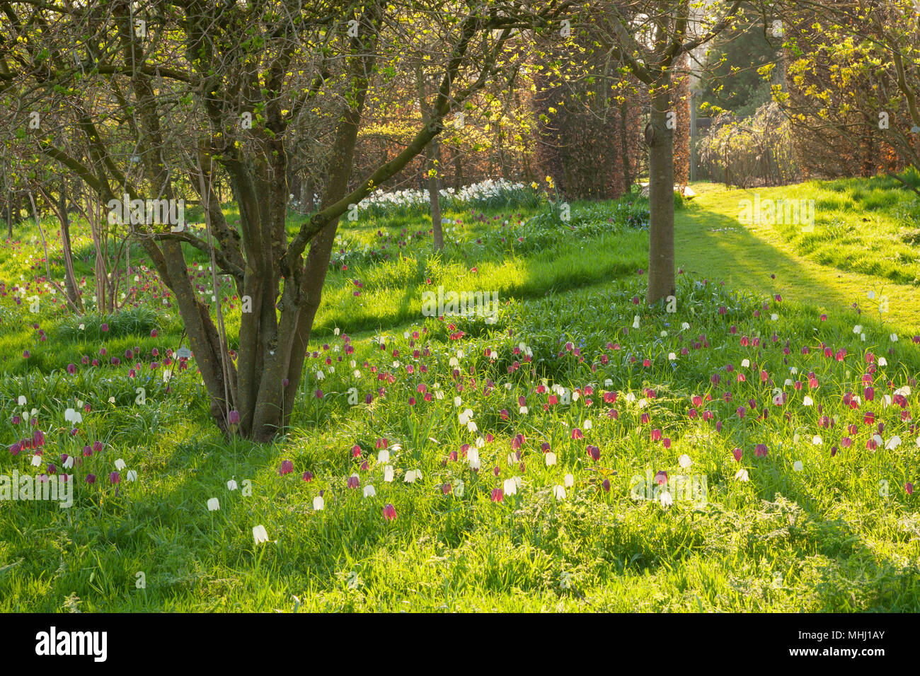 Felley Priory Gardens, Felley Priory, Underwood, Nottinghamshire, Regno Unito. Molla, aprile 2018. Foto Stock