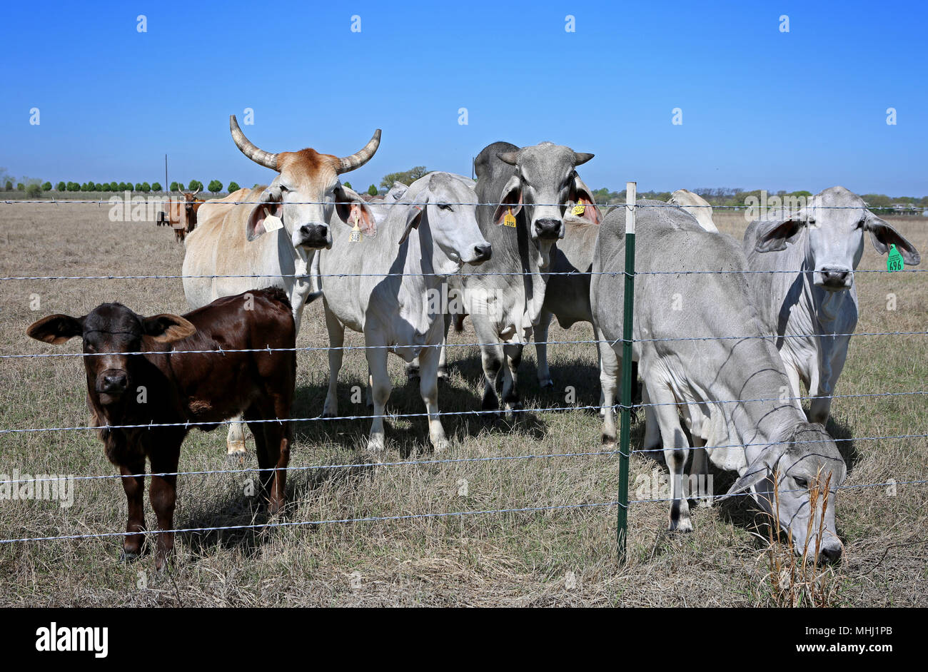 Nuovi agricoltori barbwire recinzione e Brahman vacche di carne Foto Stock