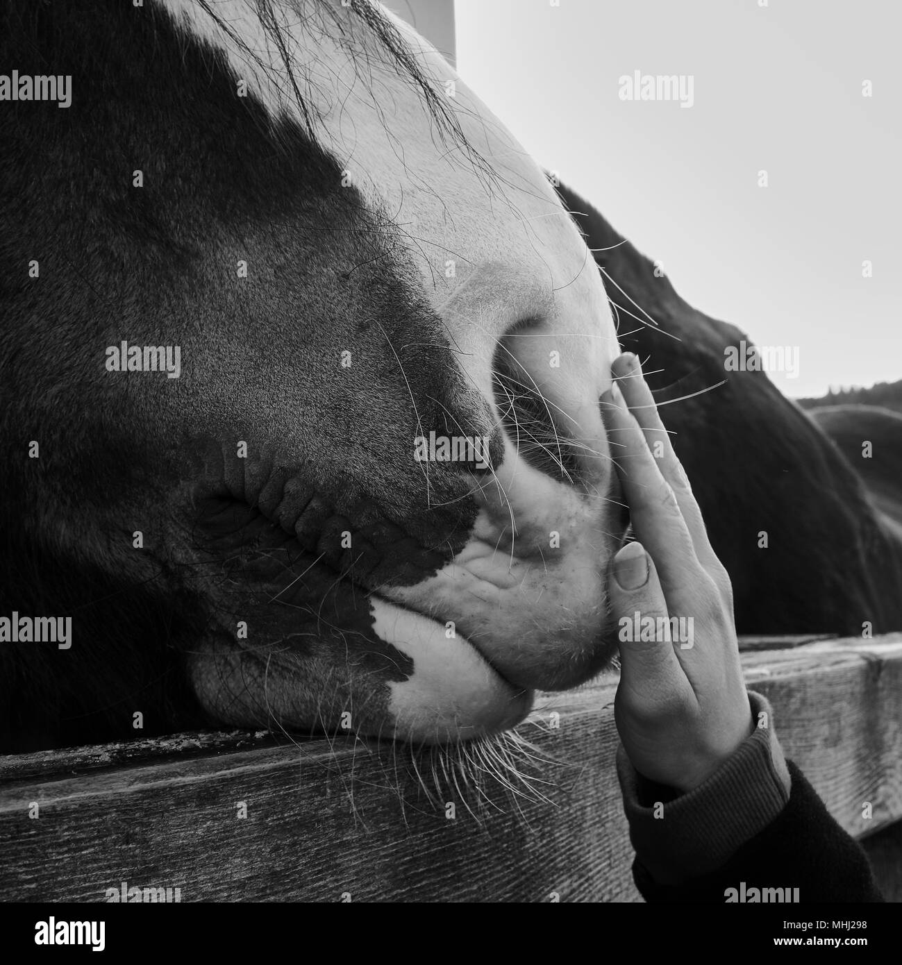 Tocco umano muso del cavallo con la mano in bianco e nero e di amicizia tra animale e uomo Foto Stock