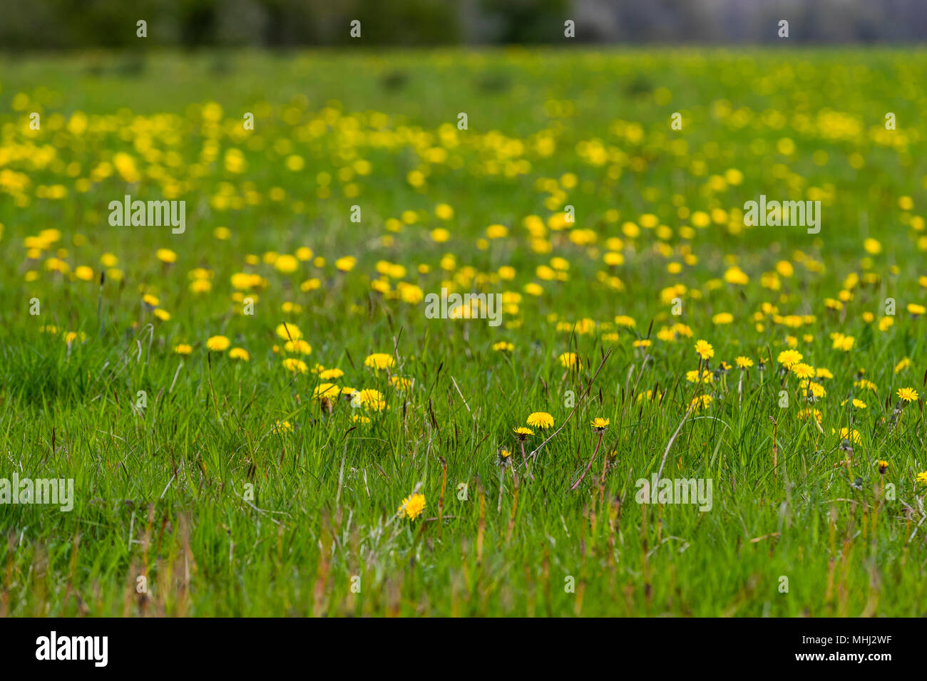 Giallo vividi fiori di primavera nel campo di tarassaco. Amata da api mellifere, questi fiori forniscono una sovrabbondanza di nettare per impollinatori. Foto Stock