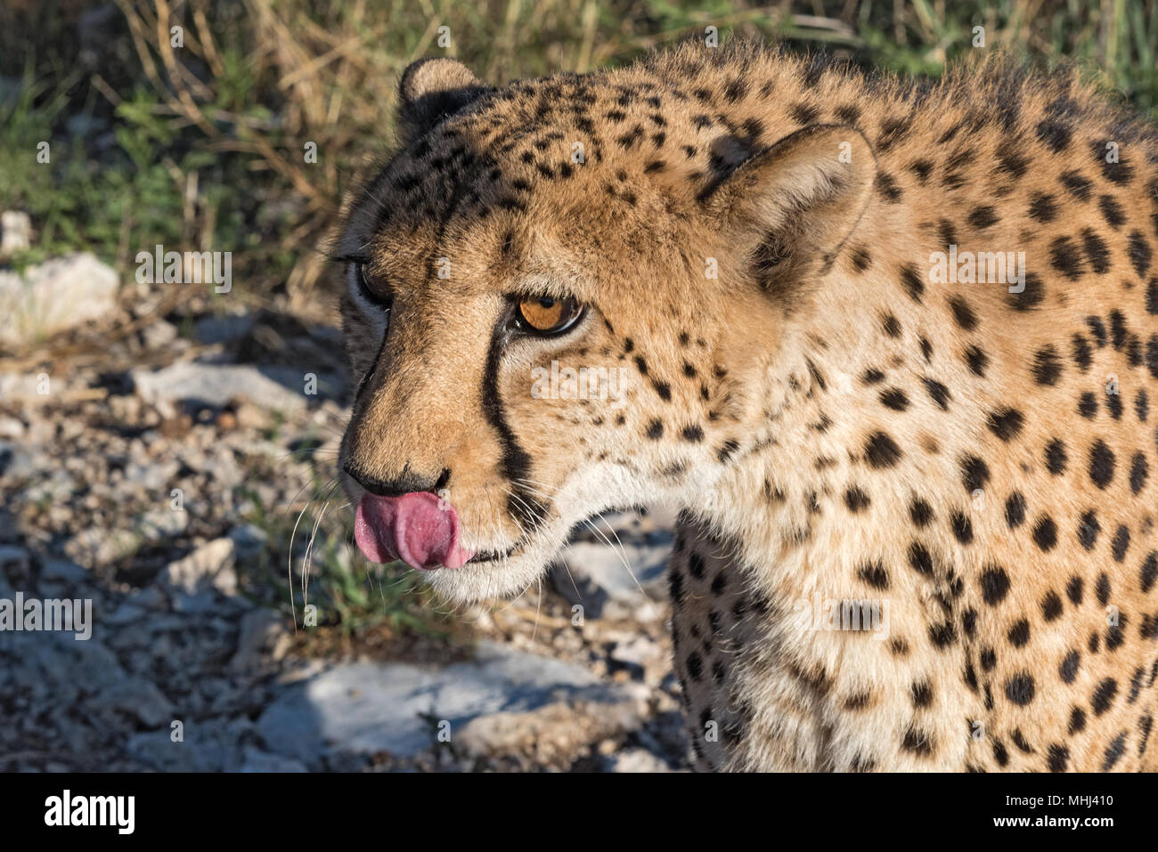 Ritratto di un ghepardo (Acinonyx jubatus) la sera della luce del sole, Namibia Foto Stock