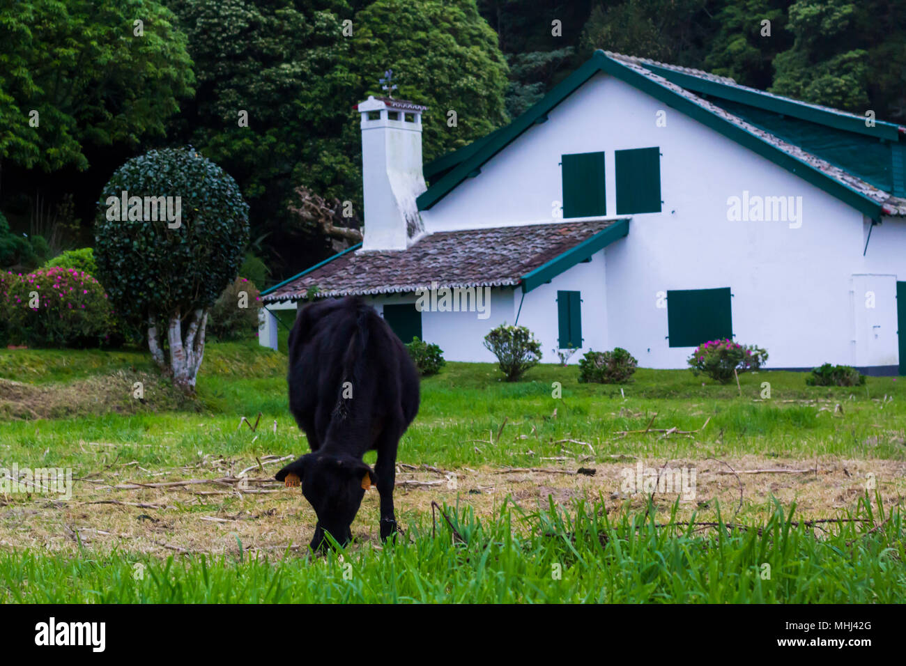 Mucca nera che pascolano nella parte anteriore della casa rurale Foto Stock