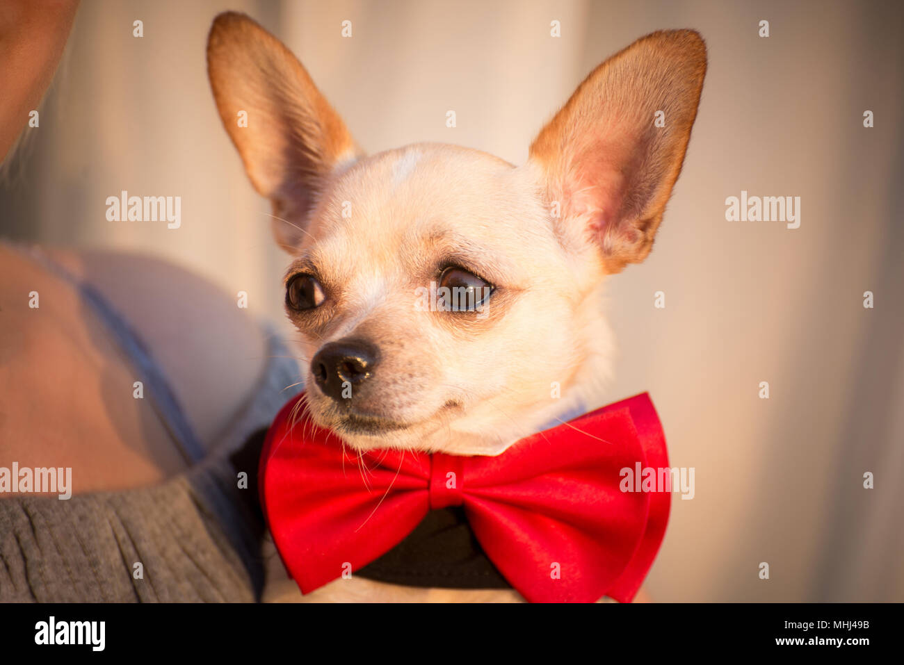 Un cane in abiti alla moda con una farfalla in una passeggiata Foto Stock