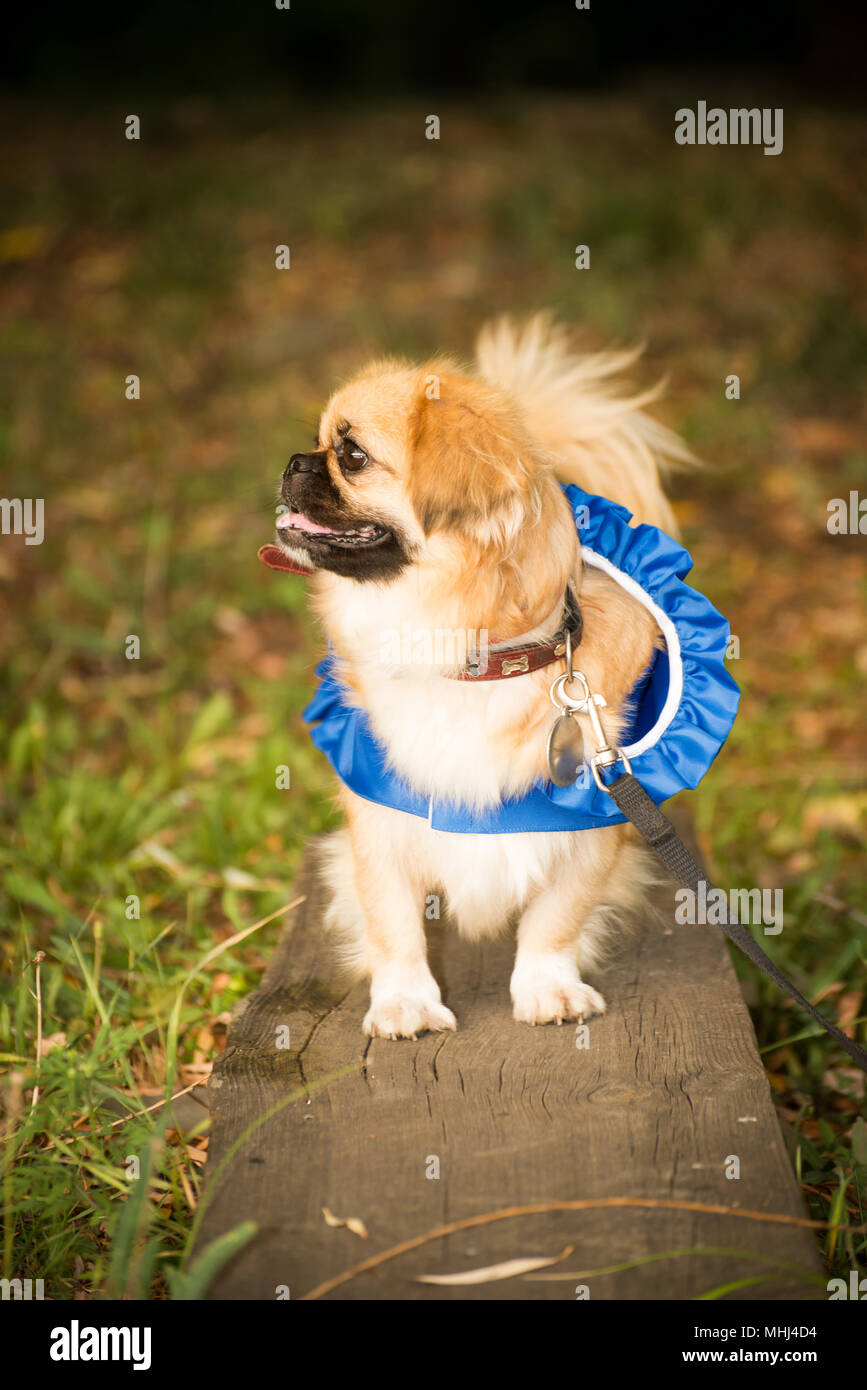 Piccolo cane in abiti per una passeggiata Foto Stock