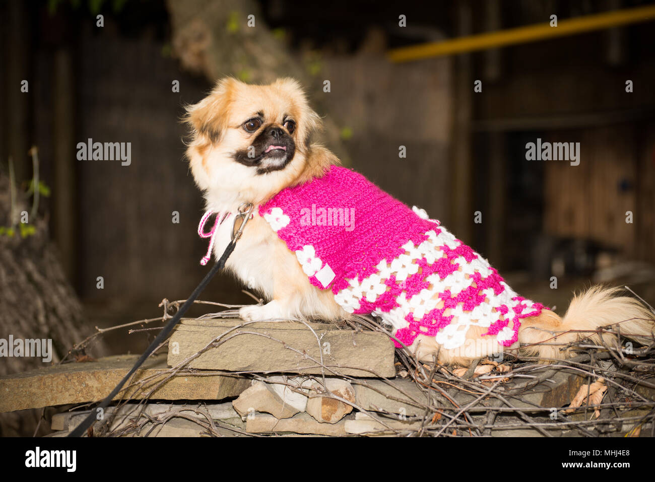 Piccolo cane in abiti per una passeggiata Foto Stock