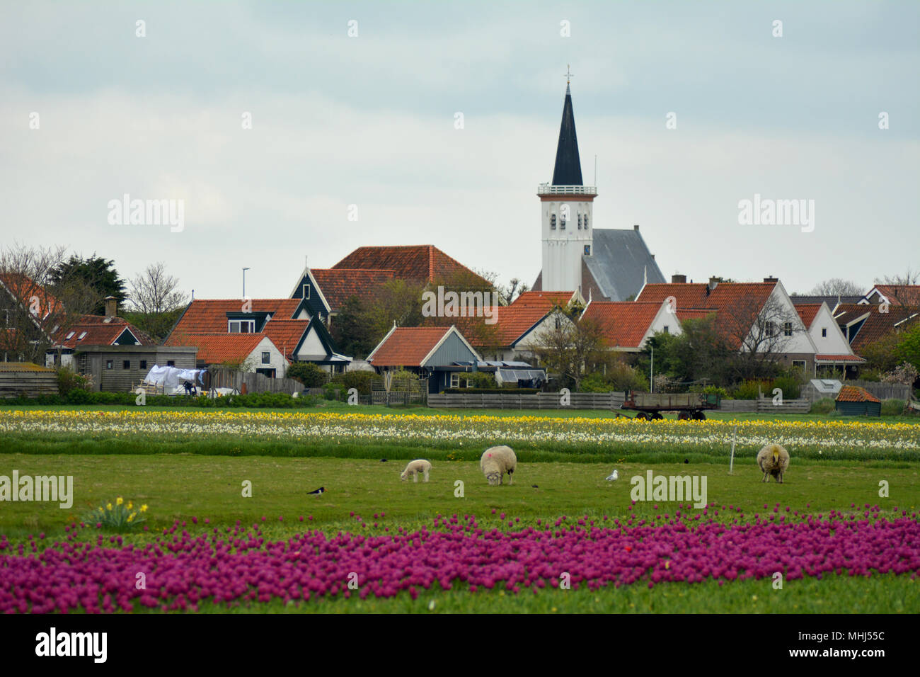 Campi di fiori con colorati tulipani in Den Hoorn, Texel. Bollenvelden. Foto Stock