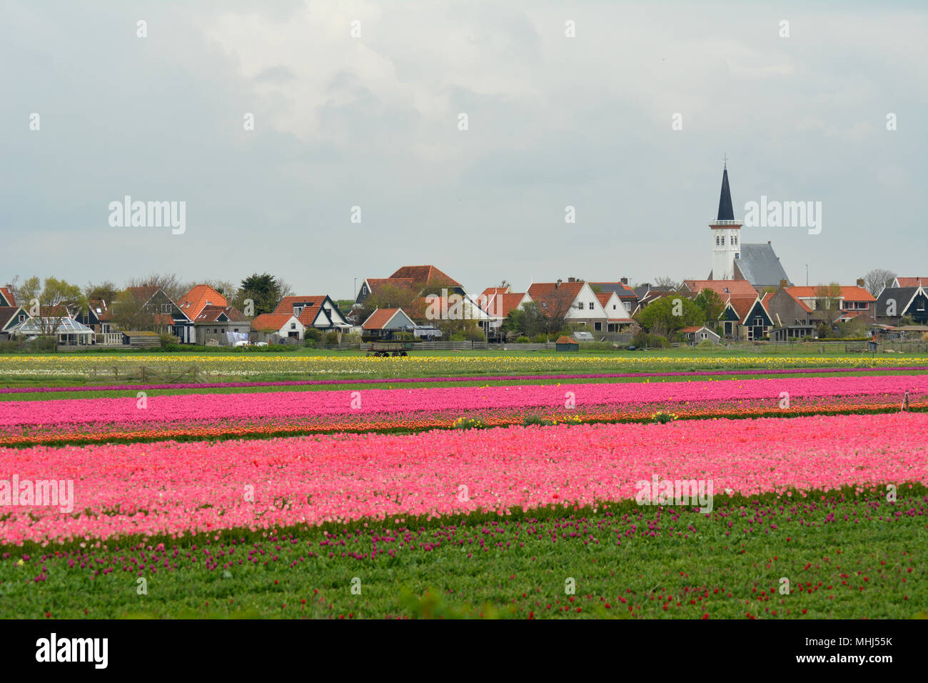 Campi di fiori con colorati tulipani in Den Hoorn, Texel. Bollenvelden. Foto Stock