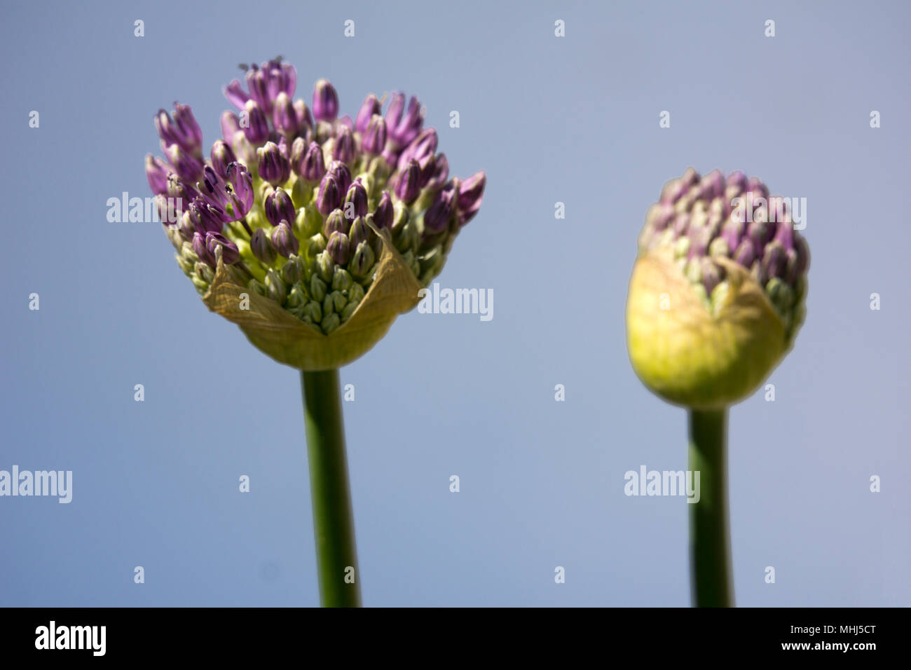 Inizio della fioritura di un allium hollandicum con un blu skay Foto Stock