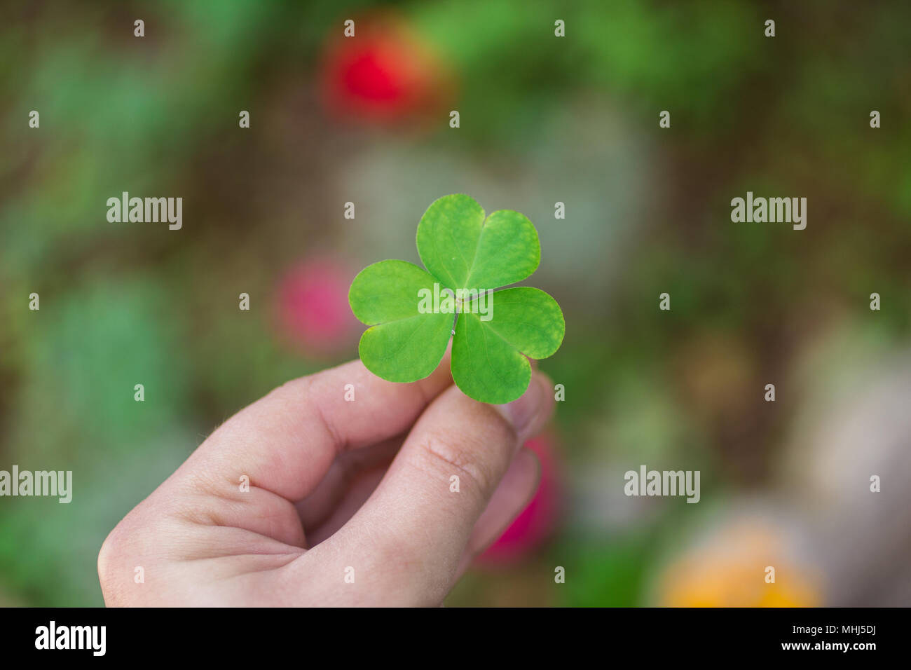 Mano che tiene un shamrock ( clover ) Foto Stock